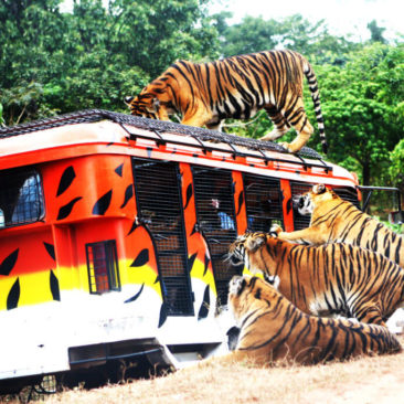 Zoobic Safari Amusement park in Subic Bay